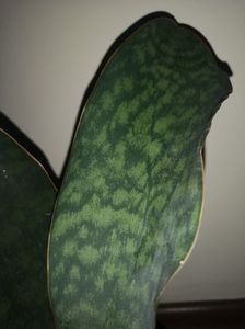 Sansevieria Masoniana