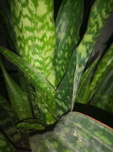 Sansevieria Aubrytiana