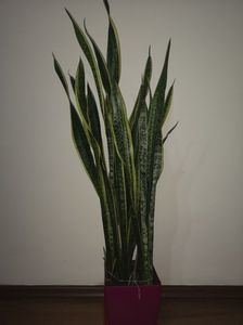 Sansevieria Laurentii