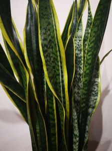 Sansevieria  Laurentii