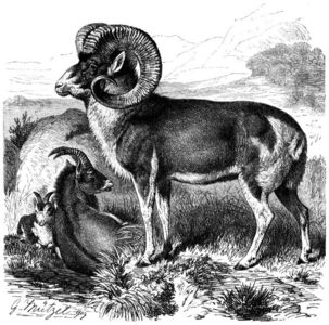 Marco_polo_sheep_line_drawing; As a rule, one buck takes care of 40 doe in one section. This way competition between males can be avoided.
