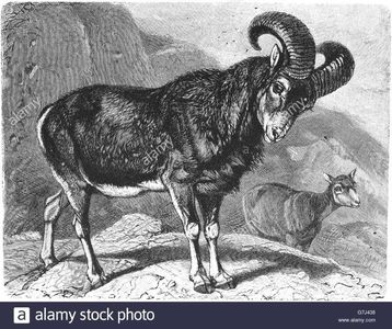 mouflon-ovis-orientalis-wild-sheep-illustration-from-book-dated-1904-G7J438; During a fawning, doe need to fend for themselves. The animals are subject to natural selection, which is beneficial to the development of the herds.
