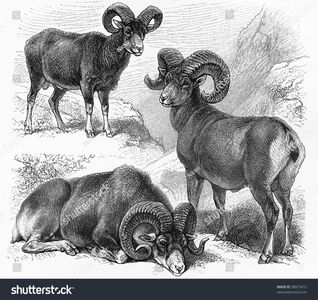 stock-photo-vintage-drawings-of-ovis-montana-ovis-polli-and-ovis-musimon-wild-sheep-picture-from-mey; The remaining grassland is used for growing organic fodder for the autumn and winter period ─ hay and silage. Particular groups of animals are kept in separate sections, according to their age.
