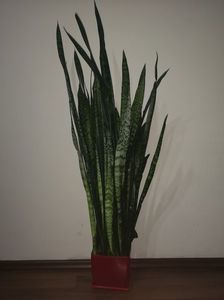 Sansevieria Trifasciata