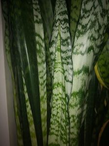 Sansevieria Trifasciata