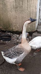 Screenshot_20191202-131144_WhatsApp