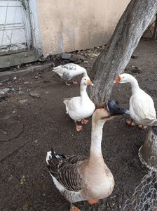 Boboci iulie 2019