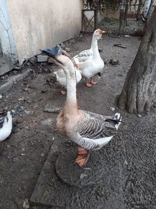 IMG-20191202-WA0051