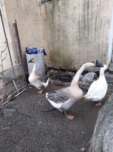 IMG-20191202-WA0042