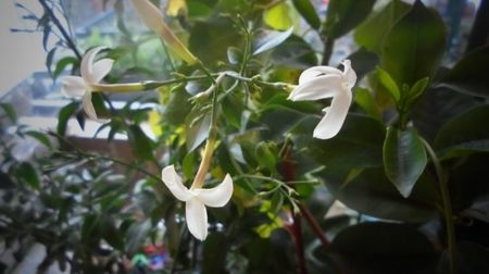 "Azoricum",neobosita!