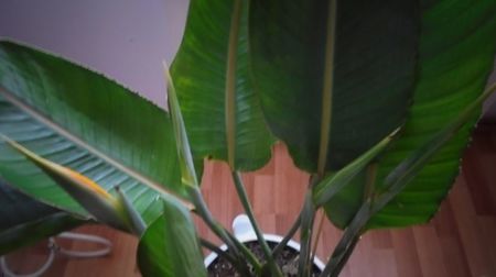 Strelitzia  reginae,in sfarsit!