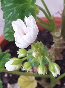 Marbacka Tulpan