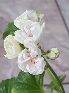 Marbacka Tulpan