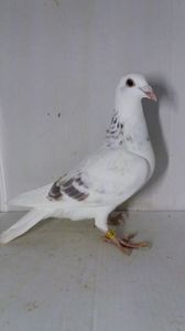 F 2019 vanduta