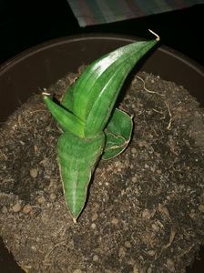 Sansevieria samurai dwarf