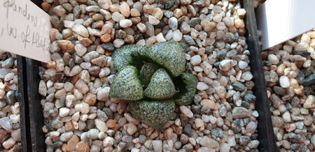 Haworthia splendens GM 452