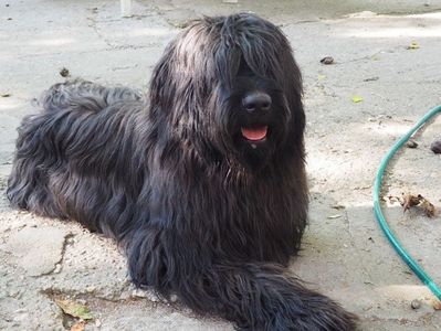 Ciobanesc de Brie Briard; Neville 11.2019
