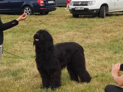 Ciobanesc de Brie Briard; Expo CACIB mai Timisoara 2018
