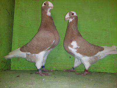 Vanduti
