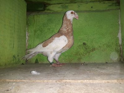 Vanduta