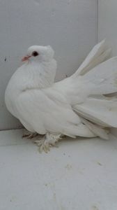 F 2019 vanduta