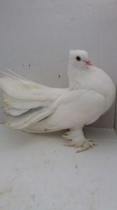 F 2019 vanduta