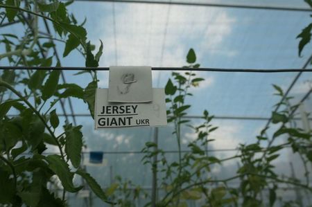 JERSEY GIANT (18)