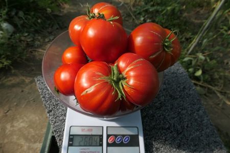 MELISSA -2,6 KG LA O PLANTĂ