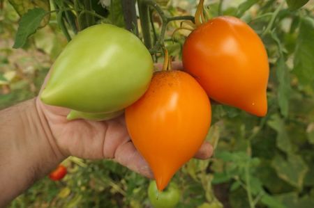 ORANGE PEPPER -UKR (1)