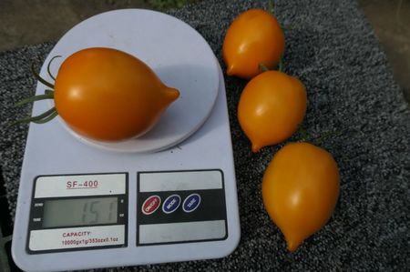 ORANGE PEPPER -UKR (32)