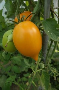 ORANGE PEPPER -UKR (34)