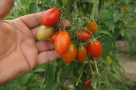 RED PEPPER CHERRY UKR (17)