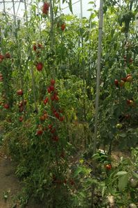RED PEPPER CHERRY UKR (24)
