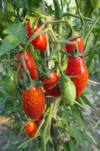 RED PEPPER CHERRY UKR (33)