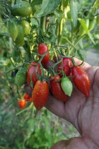 RED PEPPER CHERRY UKR (34)