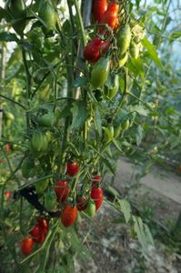 RED PEPPER CHERRY UKR (37)