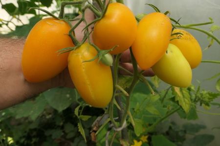 YELLOW PEPPER UKR  (6)