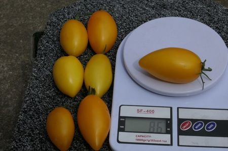 YELLOW PEPPER UKR  (13)