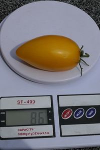 YELLOW PEPPER UKR  (14)