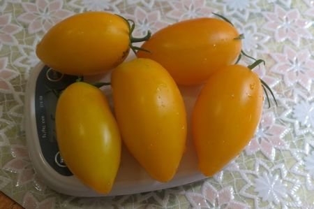 YELLOW PEPPER UKR  (19)