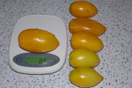 YELLOW PEPPER UKR  (25)