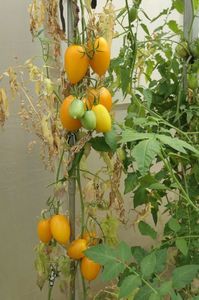 YELLOW PEPPER UKR  (30)