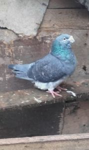 Același