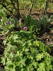 Geranium Cszakor (1)