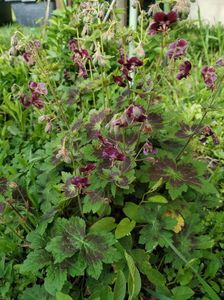 Geranium Samobor