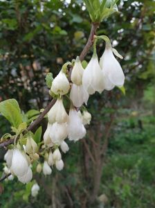 Halesia Carolina (1)