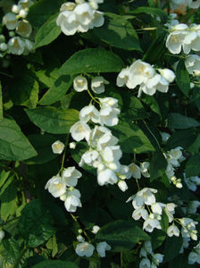 philadelphus coronarius