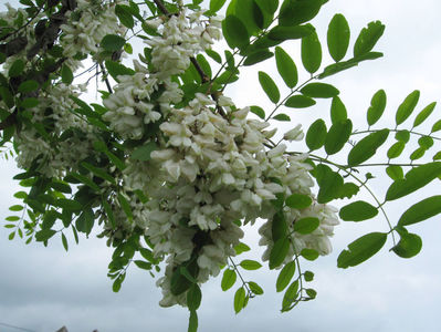 robinia pseudoacacia(salcam)