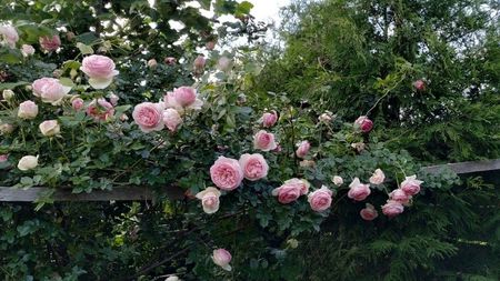 Eden Rose (7)