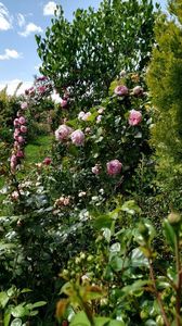 Gardentraume